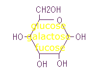 galactose.gif (2619 バイト)