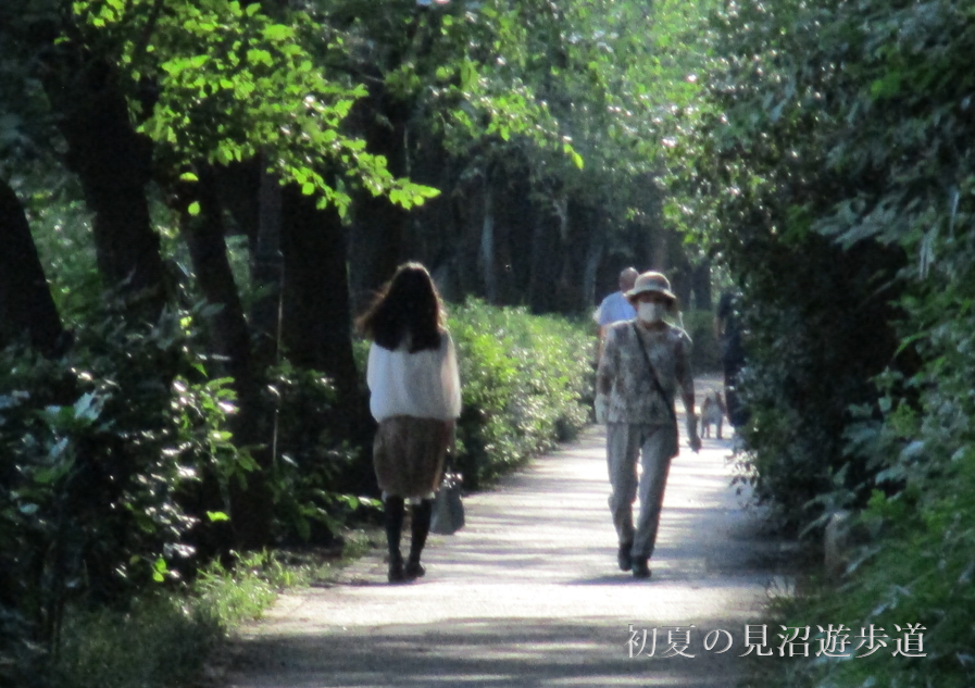 初夏の見沼遊歩道