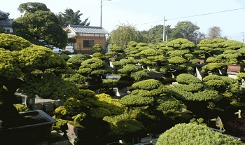 農林大臣賞受賞 五葉松 | 梅花園のホームページ