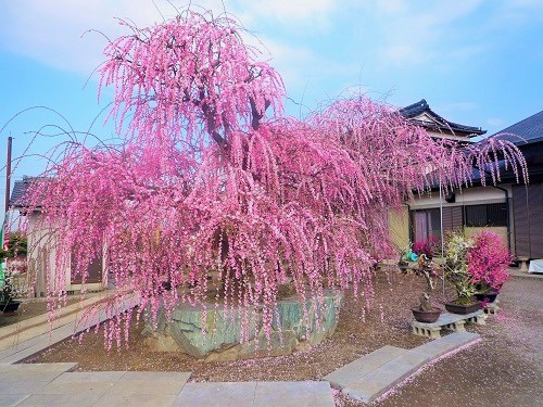 圧巻の大しだれ梅 | 梅花園のホームページ