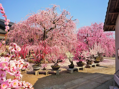 圧巻の大しだれ梅 | 梅花園のホームページ