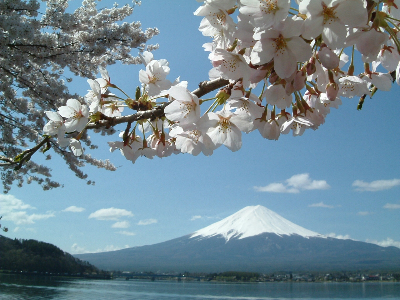 Mt. Fuji and lake Kawaguchi in Spring 