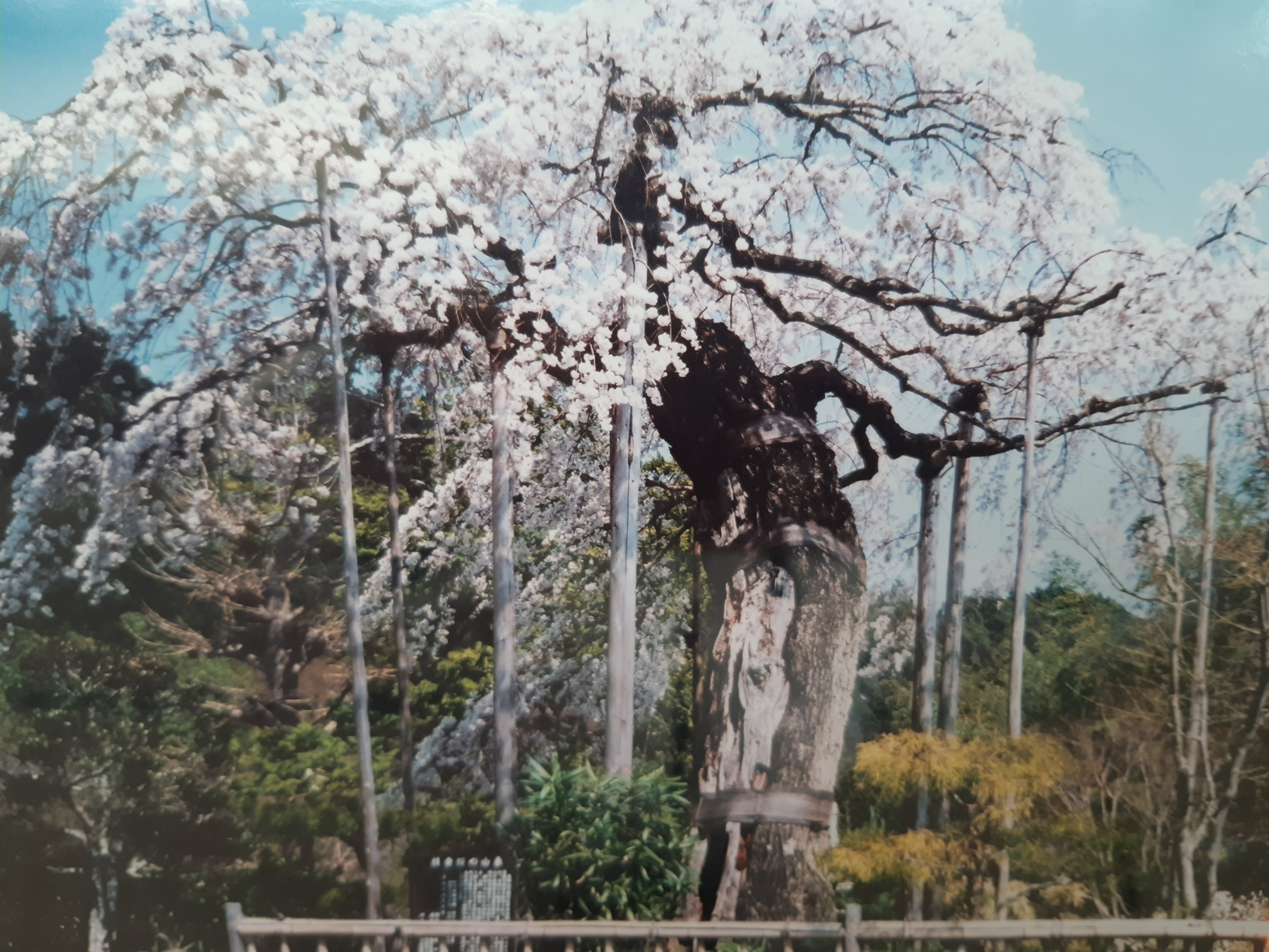 しだれ桜