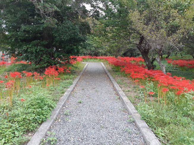 彼岸花