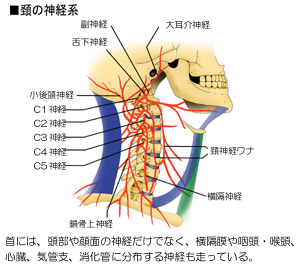 頸痛に関する神経