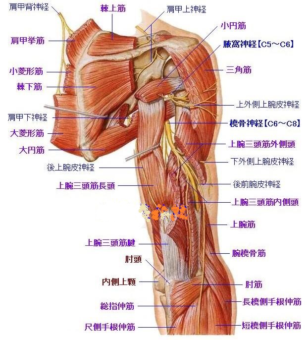 四辺形間隙症候群（小円筋と上腕三頭筋と上腕骨と大円筋で囲まれた部位/腋窩神経）