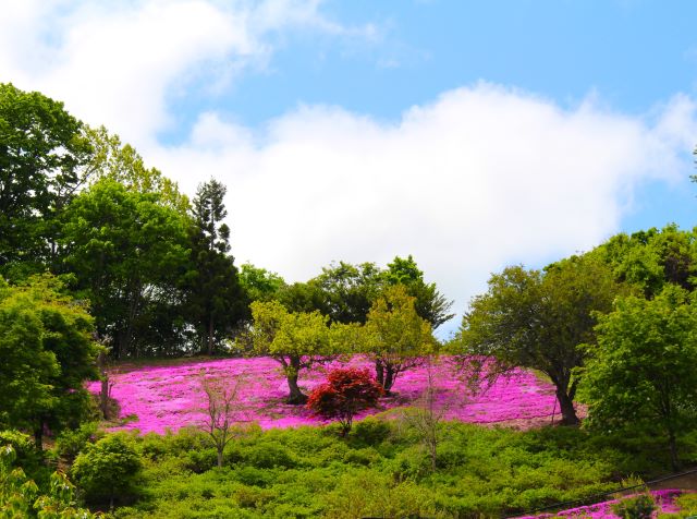 芝桜