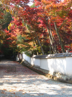 西林寺の境内の紅葉も素晴らしいです（つまこいカフェ）