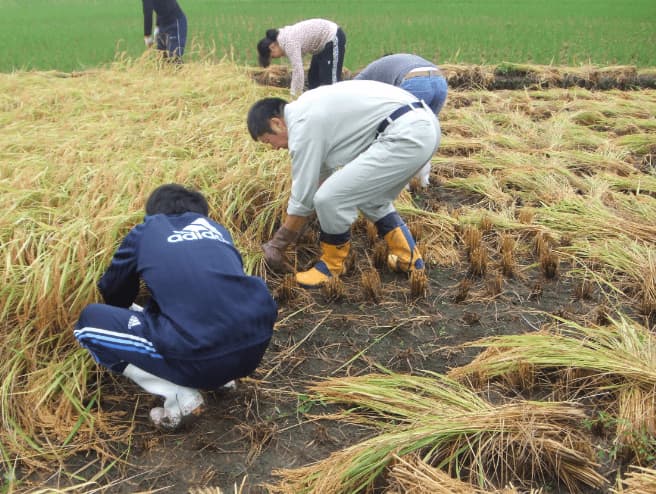 「2005年：新潟調理師専門学校の学生達による稲刈り」の写真
